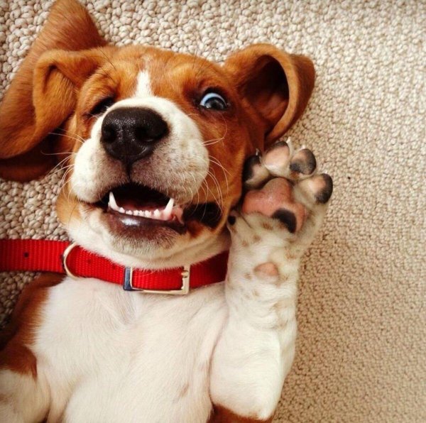 собачка бигль