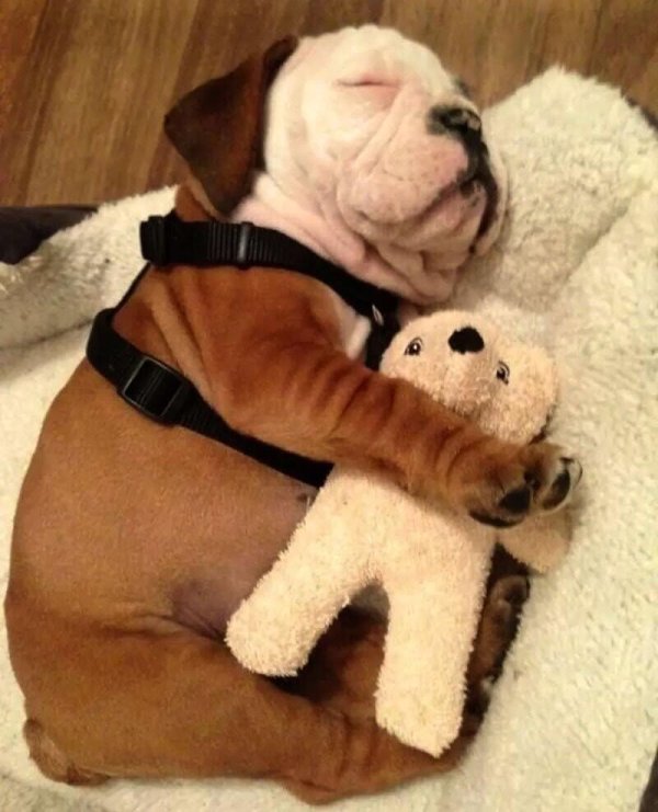 английский бульдог