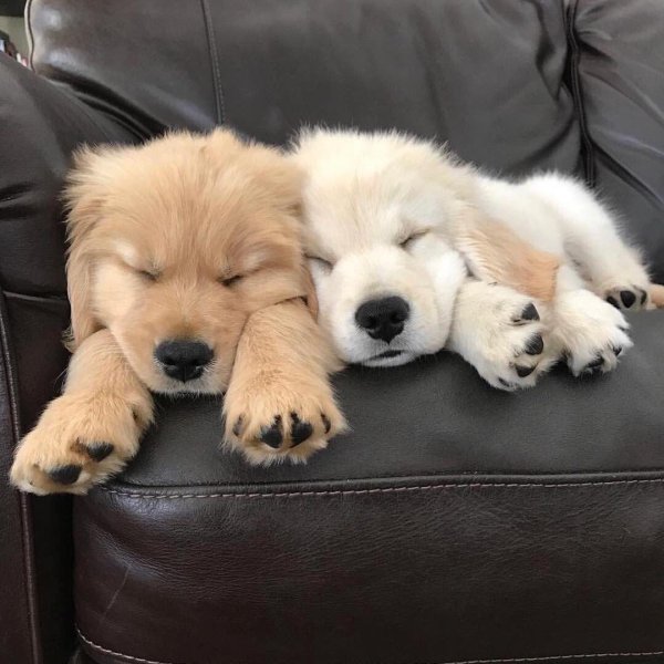 golden retriever puppy