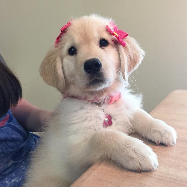 golden retriever puppy