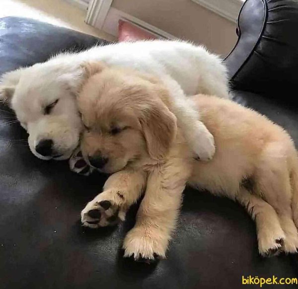 puppy golden retriever