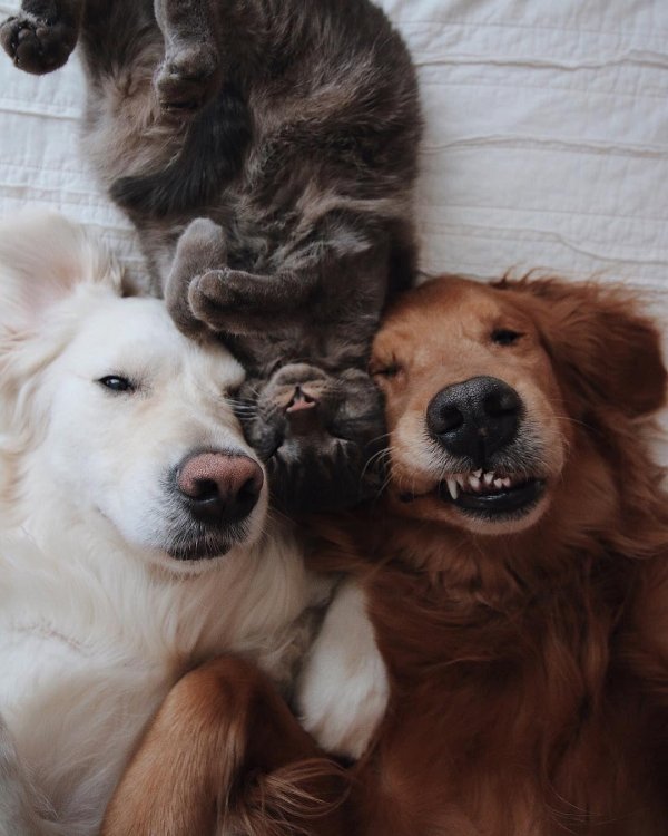 Прикольные с собаками