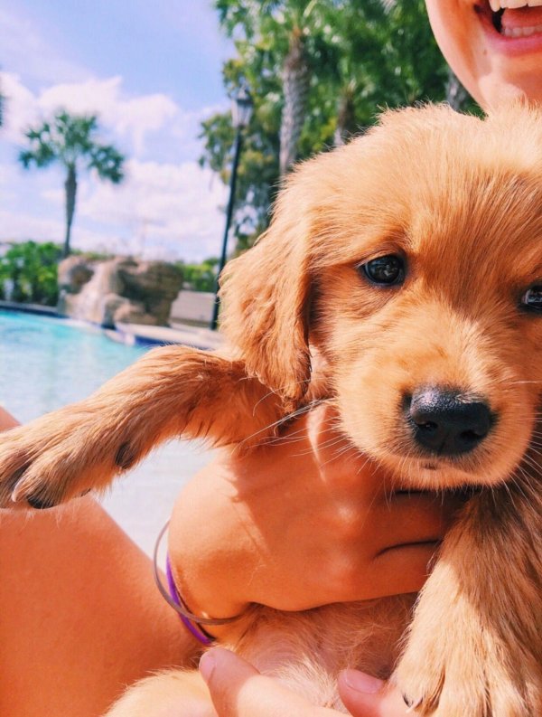 собачка милая