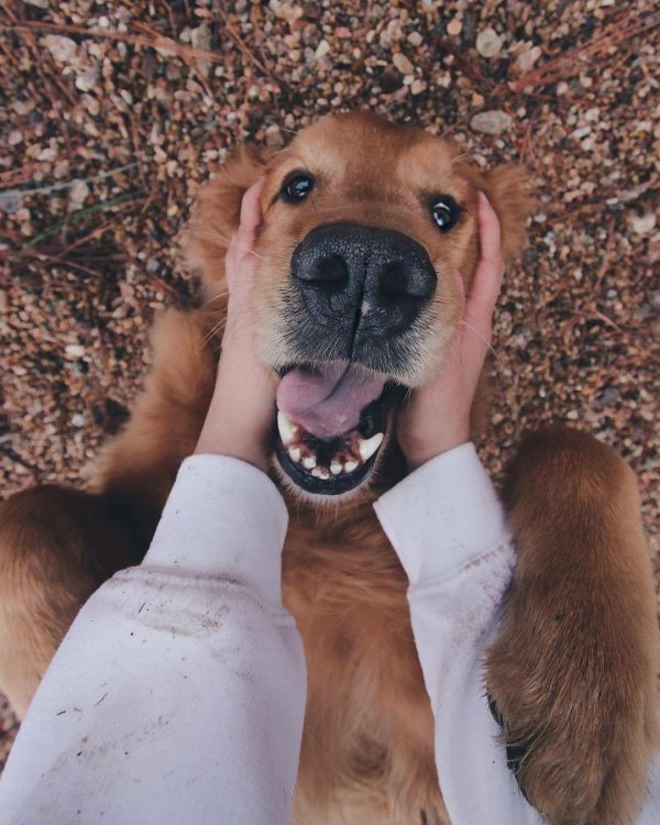 улыбающийся пес