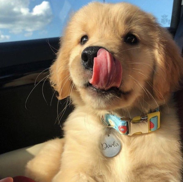 щенки золотистого ретривера