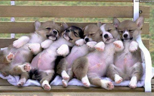 прикольные животные