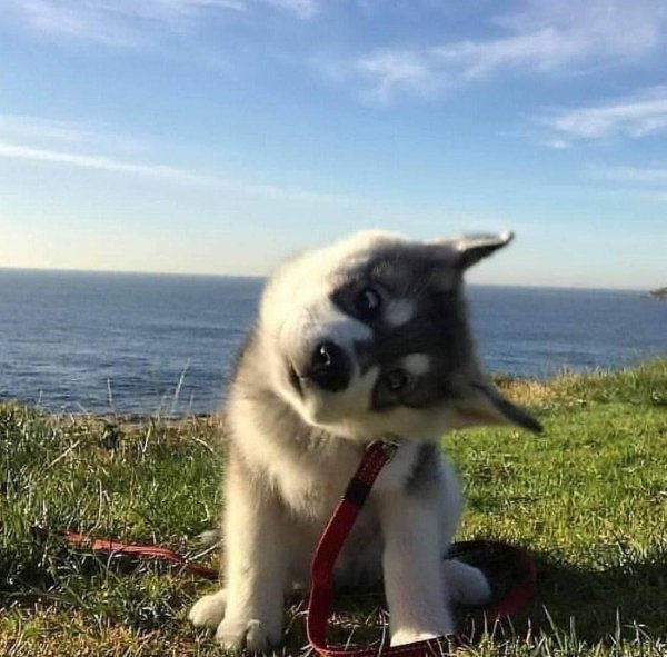 забавный щенок