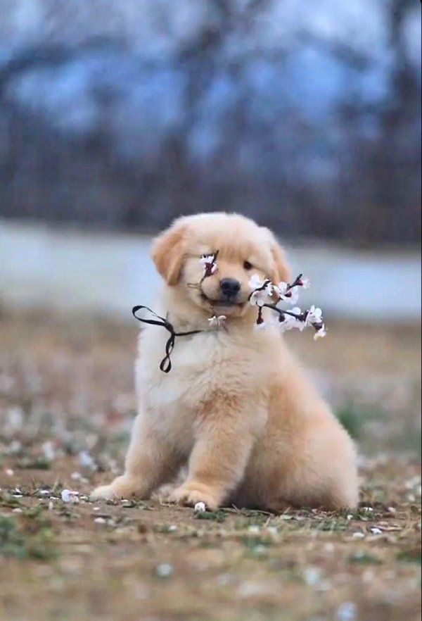 golden retriever puppy