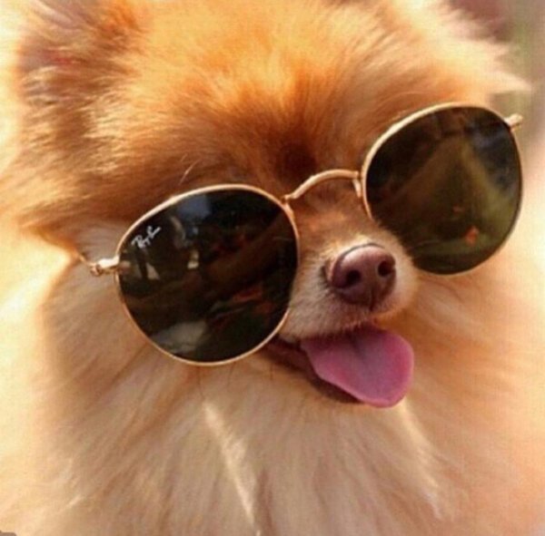 шпиц смешной