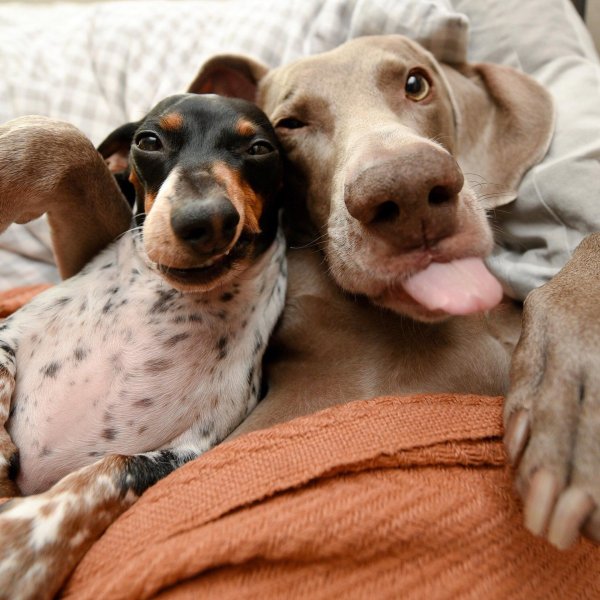 веймаранер харлоу