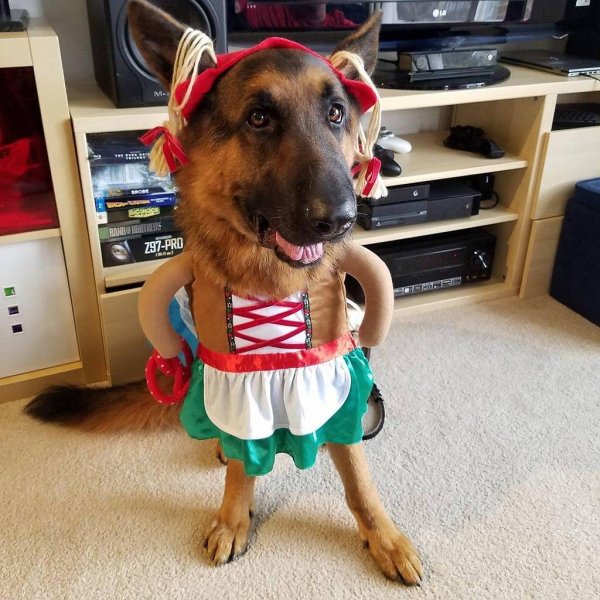 овчарка немецкая