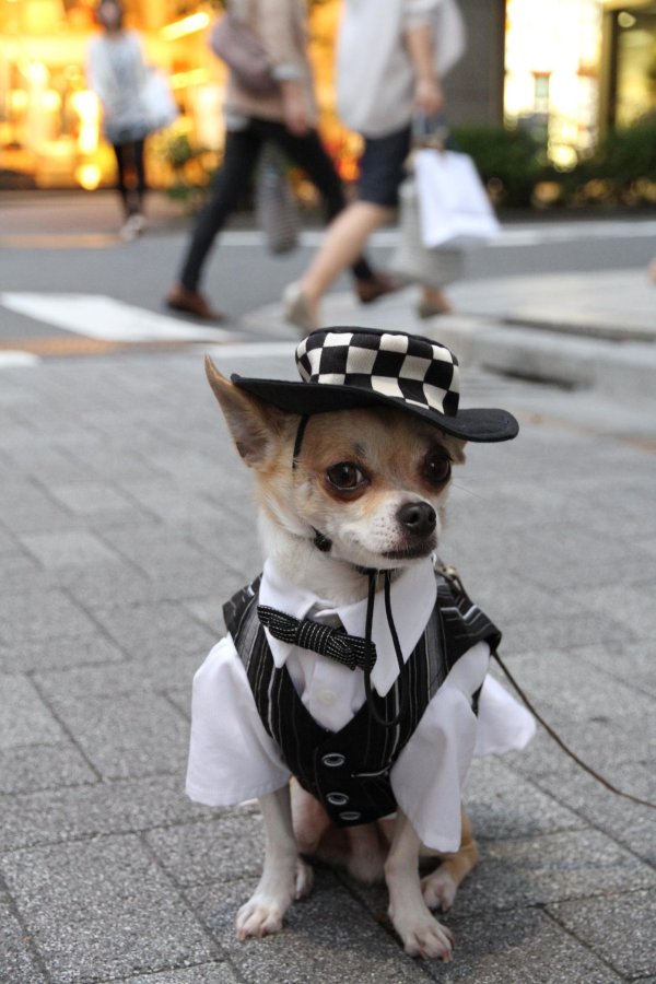 собачья мода