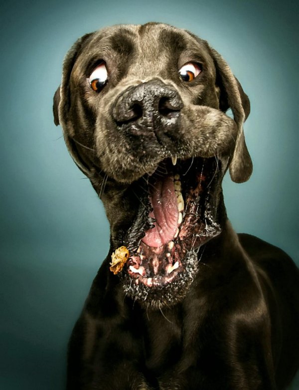 морда собак