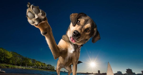 радостный пес