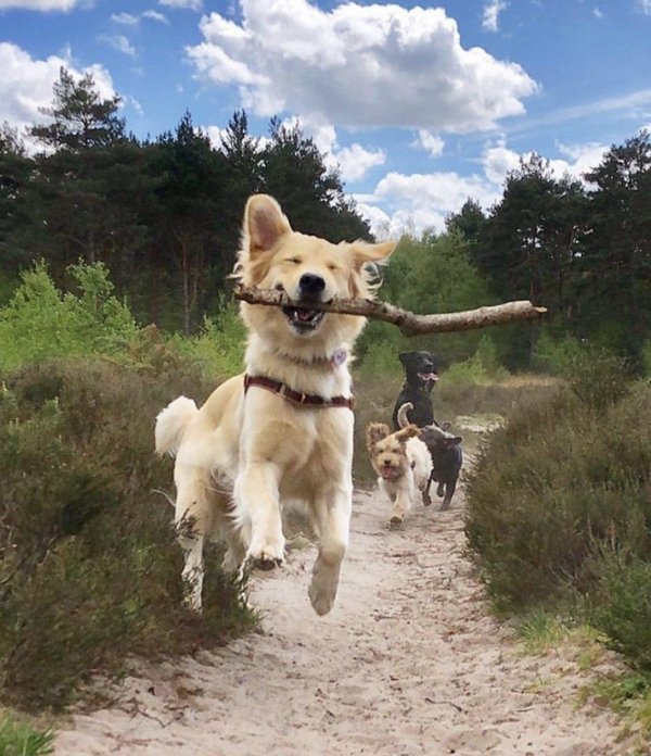 счастливая собака