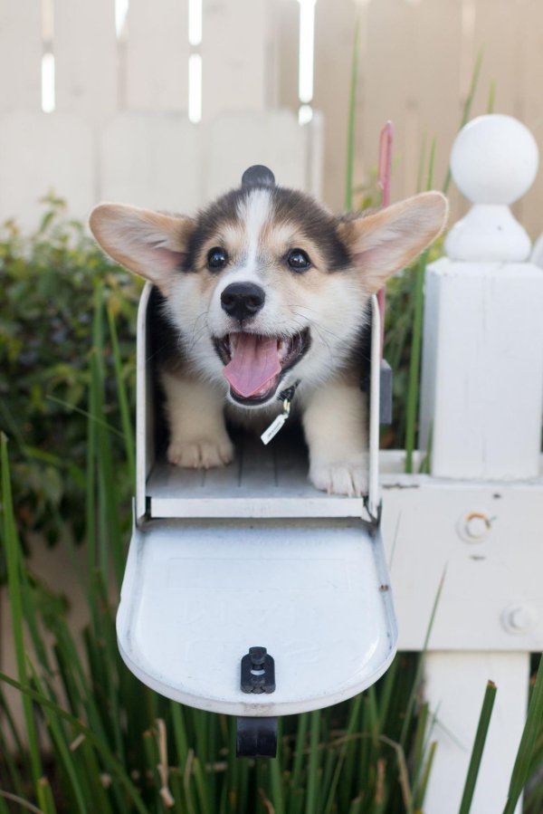 вельшкорги пемброк