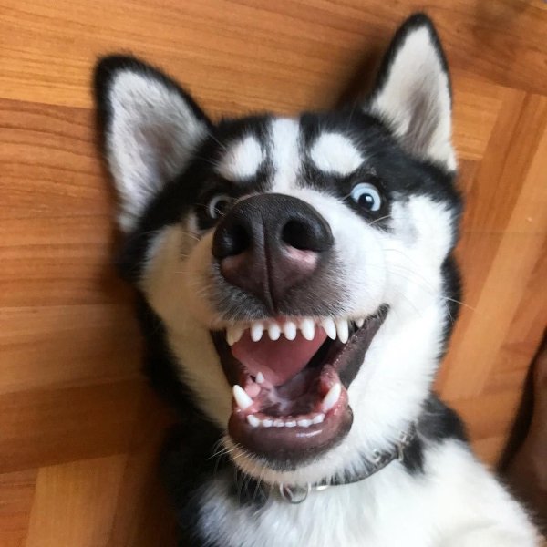 ржачные хаски