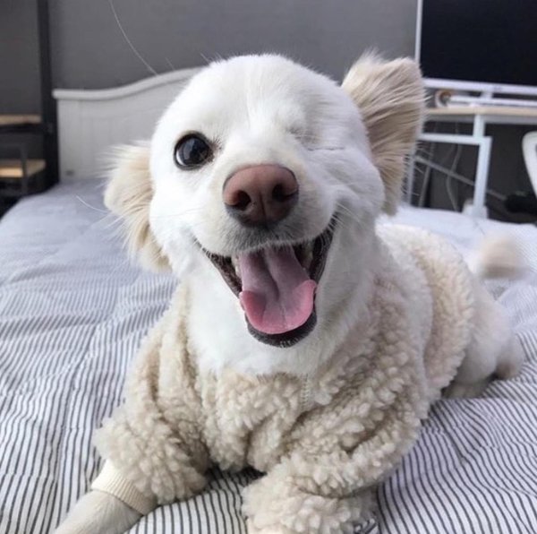 веселая собачка