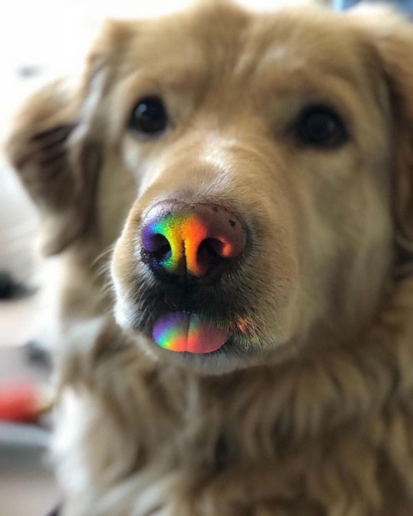 золотистого ретривера