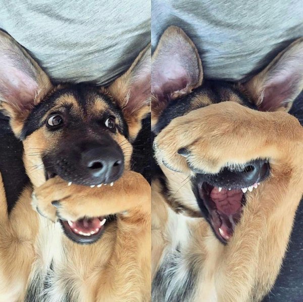 немецкая овчарка