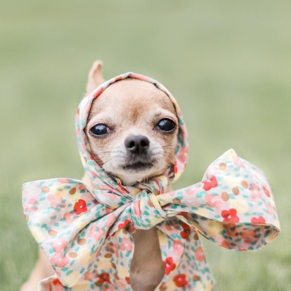 чихуахуа милашка