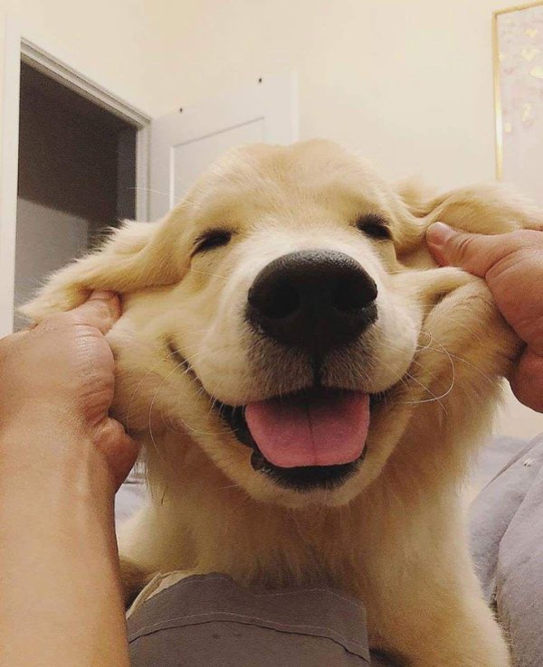 голден ретривер