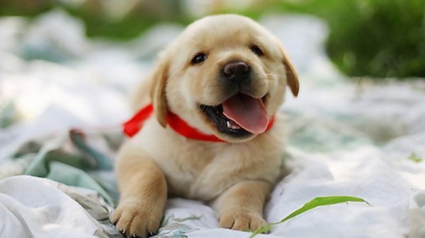 радостный щенок