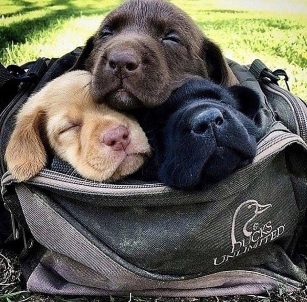 спящие животные