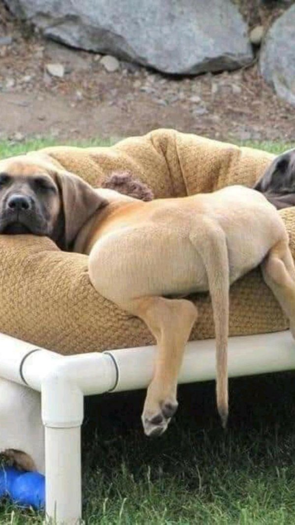 самая ленивая порода собак