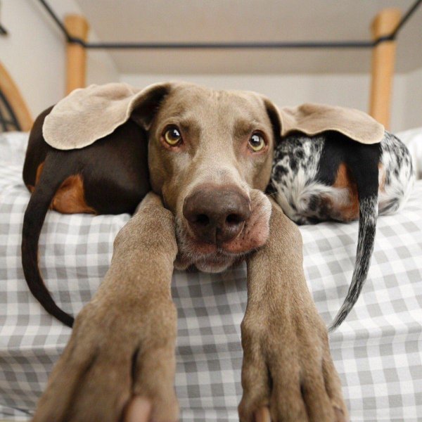 веймаранер харлоу