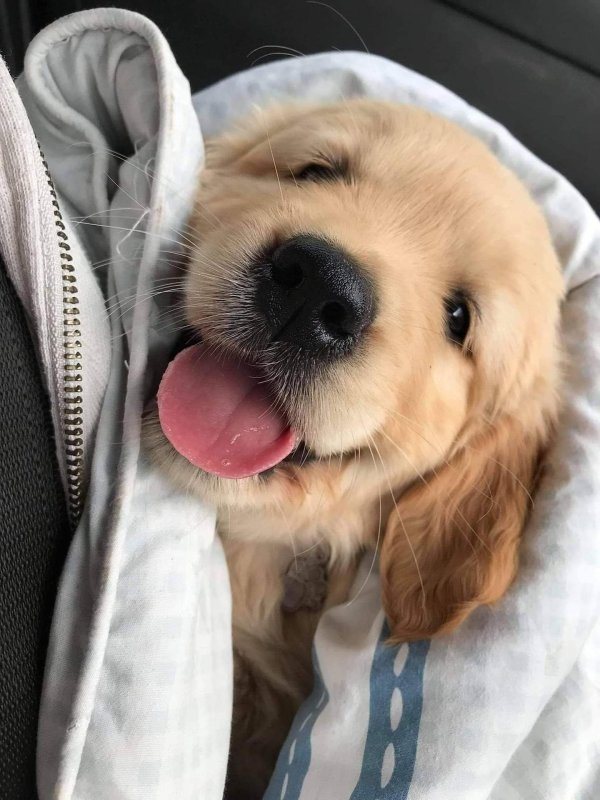 милые собачки