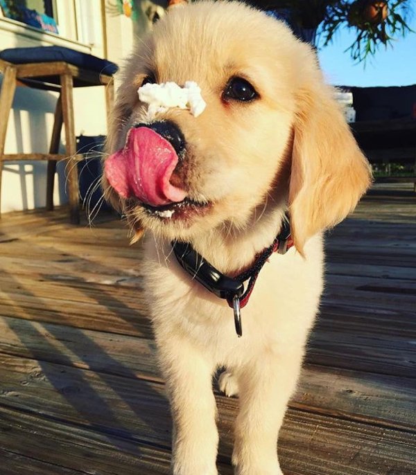 песик милый