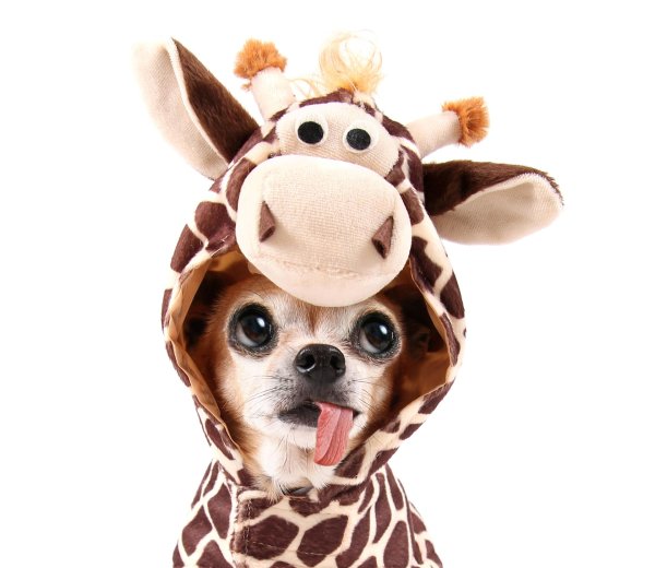 карнавальные костюмы для собак