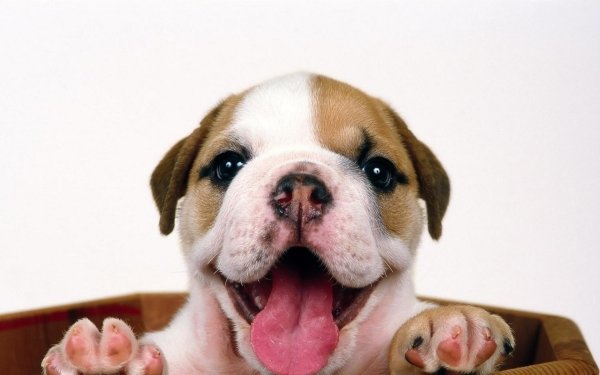 английский бульдог