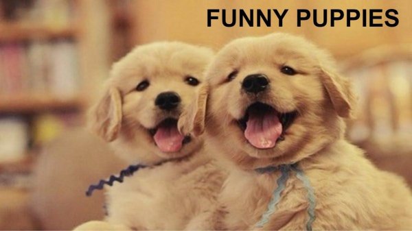 щеночек улыбается