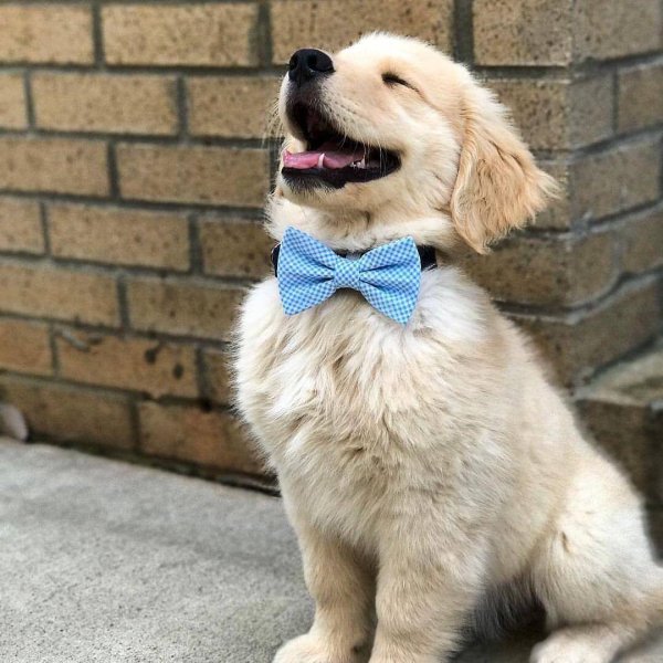golden retriever puppy