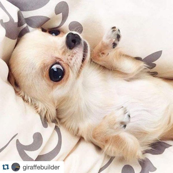 порода чихуахуа