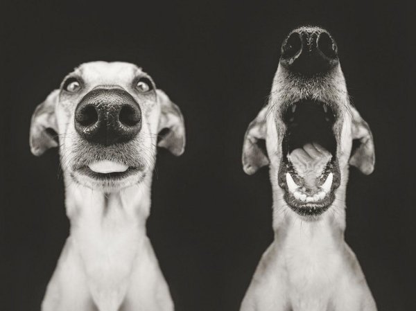 эльке фогельзанг