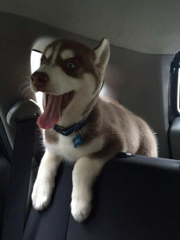 смешная хаски