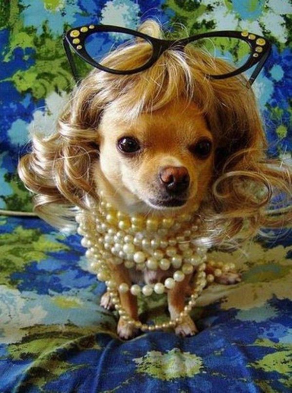 красивая собачка