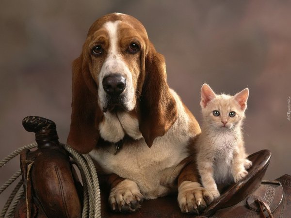 бладхаунд и бассет