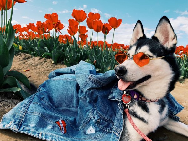 собака пинтерест