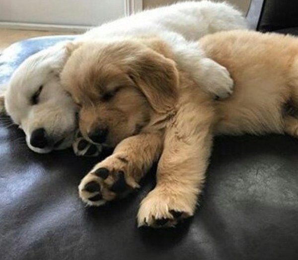 golden retriever puppy