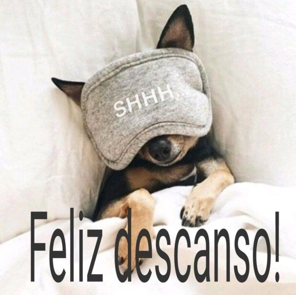 милая собачка