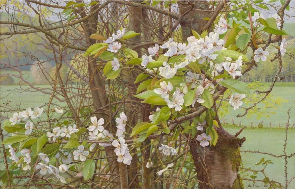 цветет яблоня