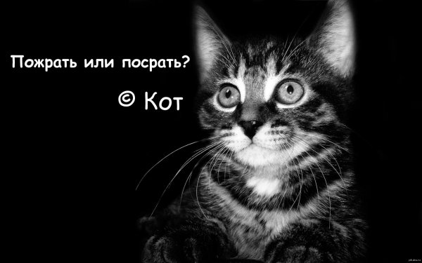 морда кота