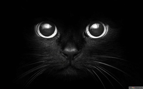 морда черного кота