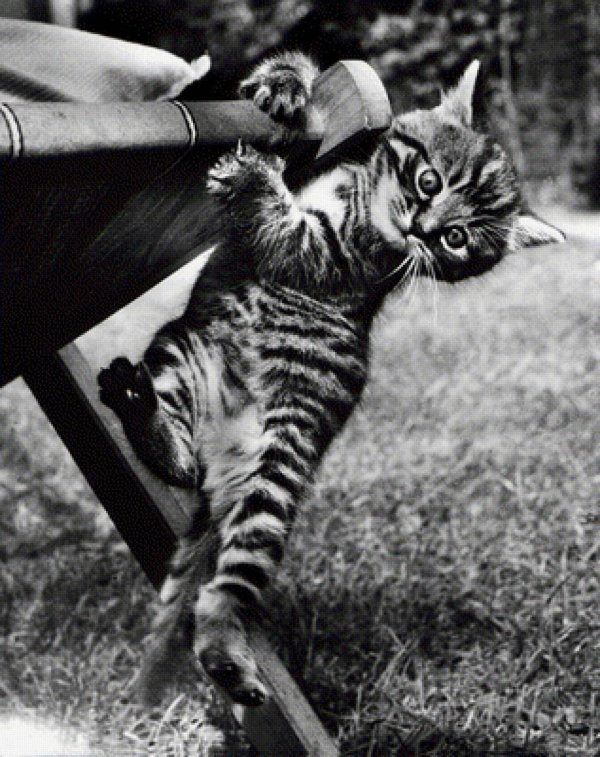 котенок полосатый