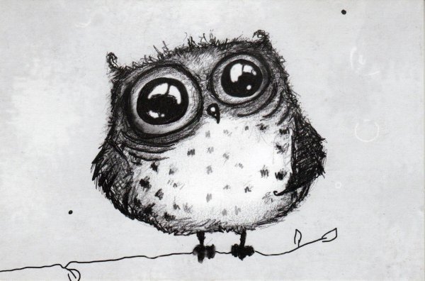 сова сонная