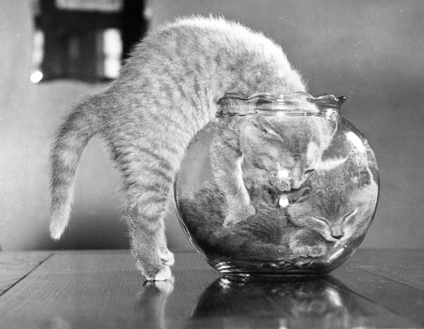 котенок и аквариум